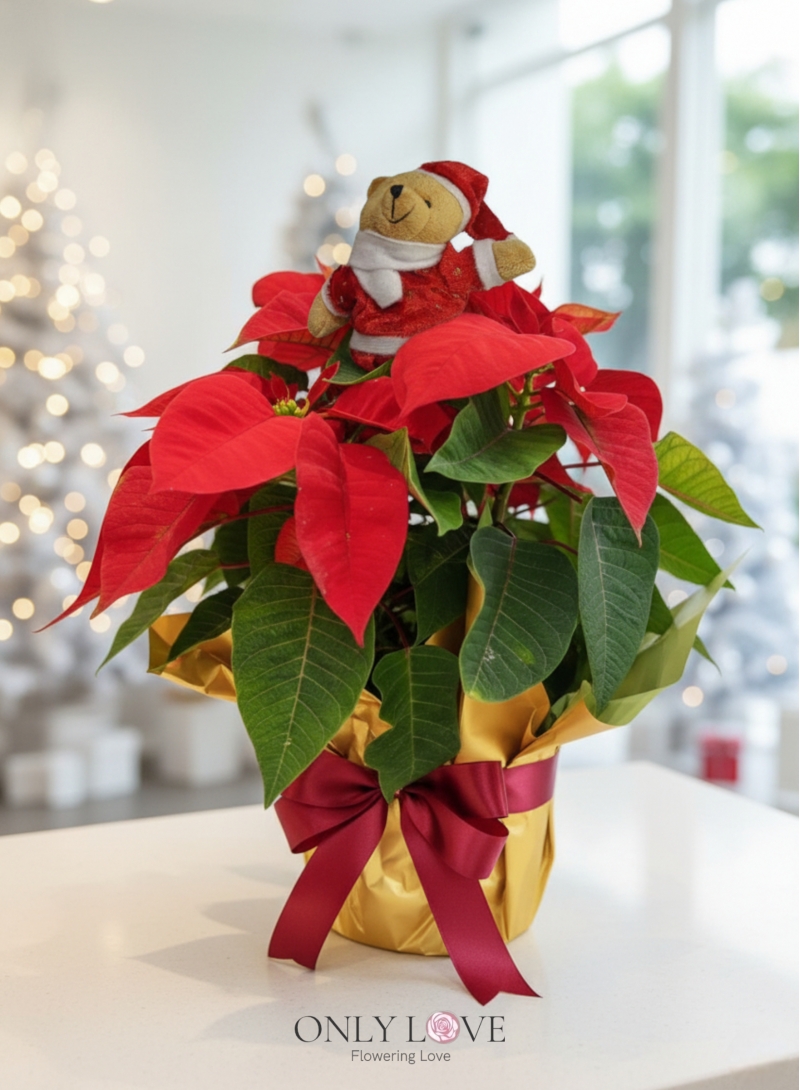 CM011 Christmas Red Poinsettia Plant