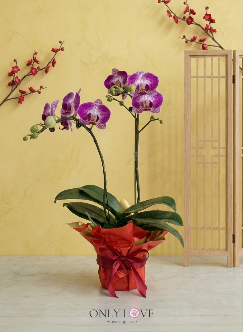 OA01 Mini Phalaenopsis Orchid Flowers