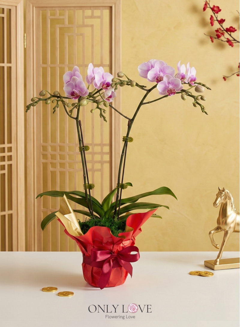 OA02 Mini Phalaenopsis Orchid Flowers