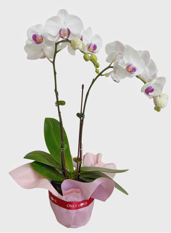 OA08 Mini Phalaenopsis Orchid Flowers