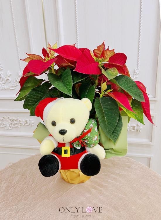 CM014 Christmas Bear with Poinsettia Pot
