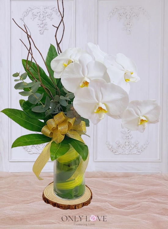 V28 Phalaenopsis in Vase (Fresh Cut)