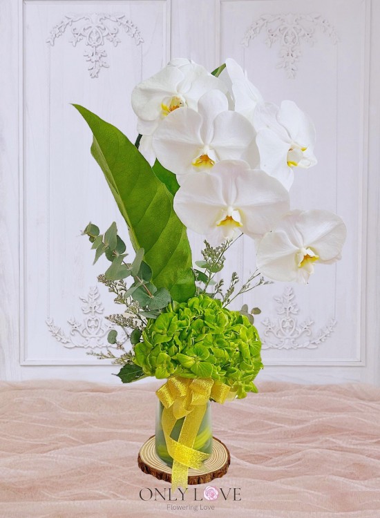 V30 Phalaenopsis in Vase (Fresh Cut)