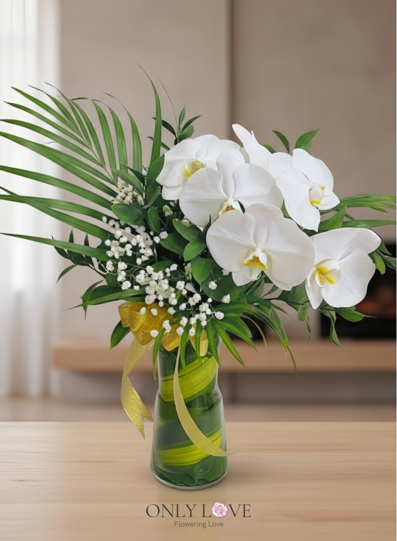 V29 Phalaenopsis in Vase (Fresh Cut)