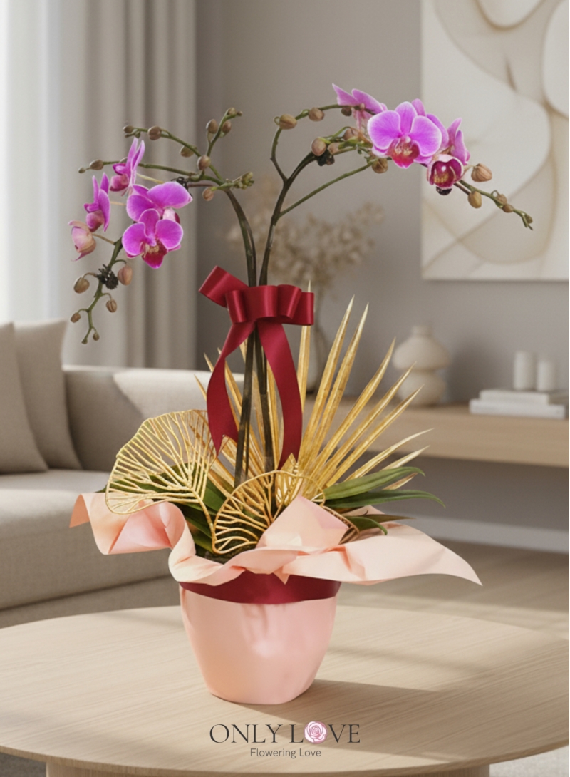 OA07 Phalaenopsis Orchid Flowers