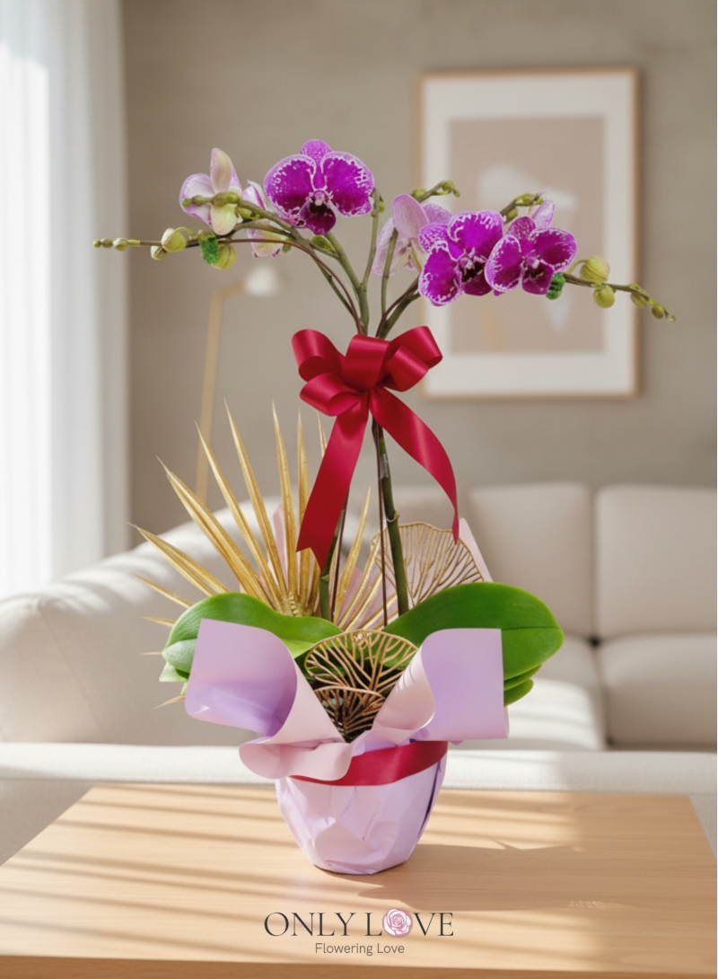 OA10 Mini Phalaenopsis Orchid Flowers