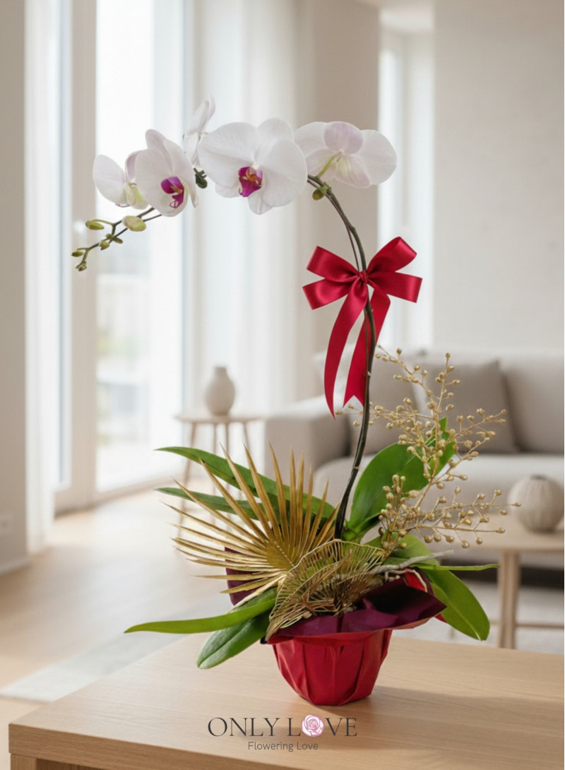 OA11 Phalaenopsis Orchid Flowers