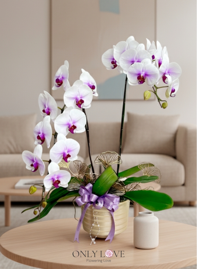 OA12 Big Premium Grade Phalaenopsis Orchid Flowers