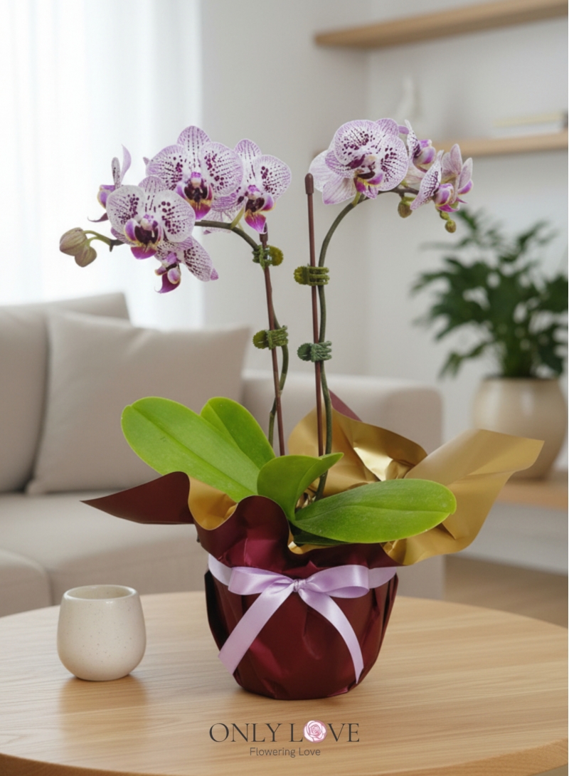 OA08 Mini Phalaenopsis Orchid Flowers