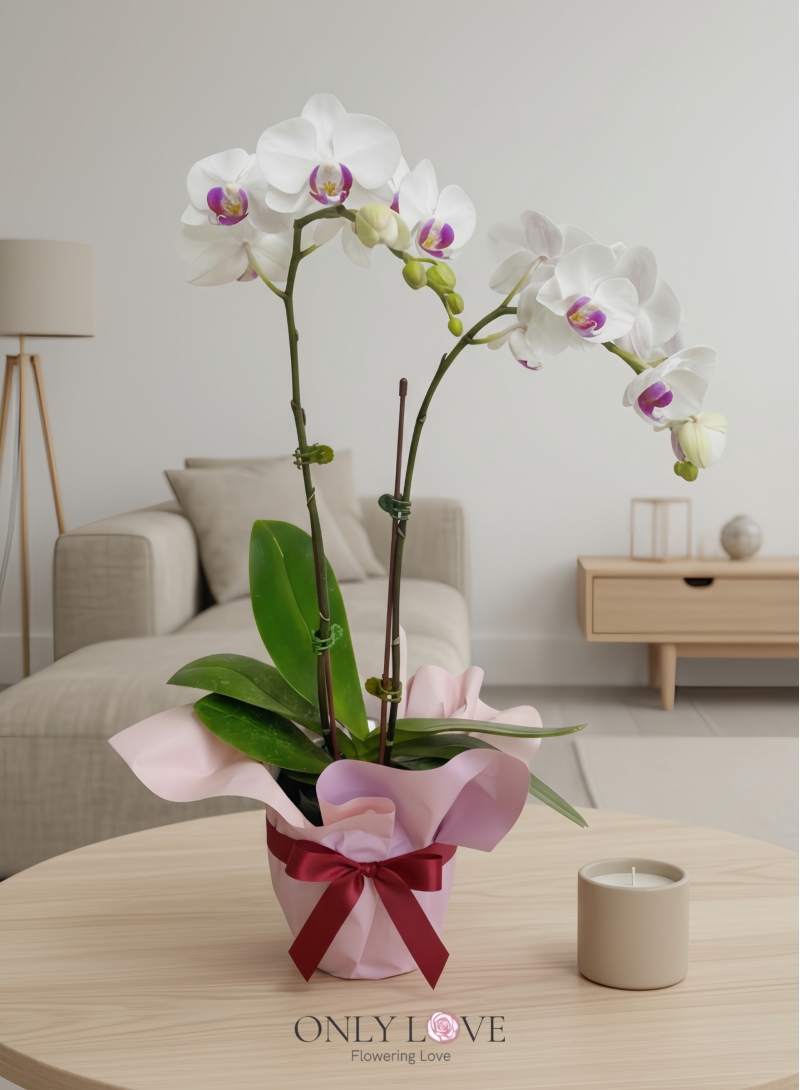 OA08 Mini Phalaenopsis Orchid Flowers
