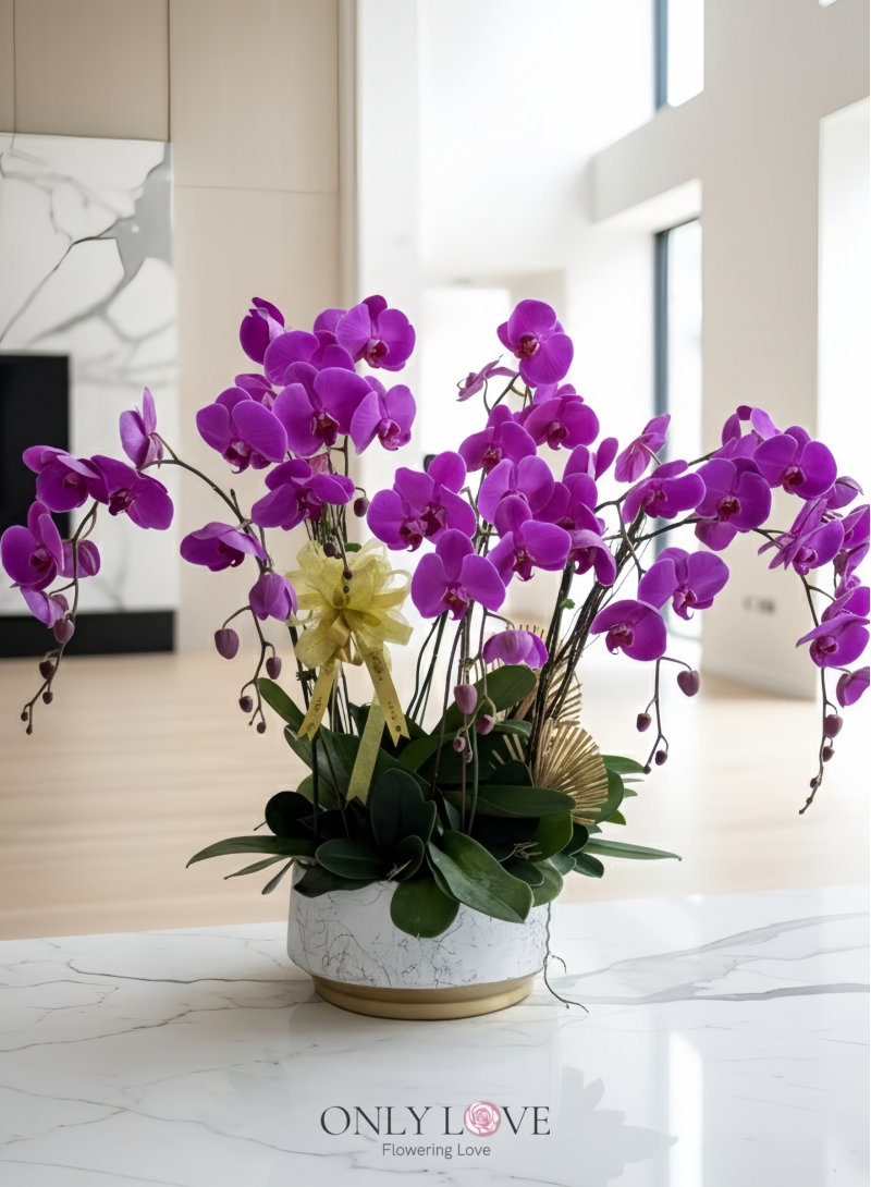 OA13 Big Premium Grade Phalaenopsis Orchid Flowers
