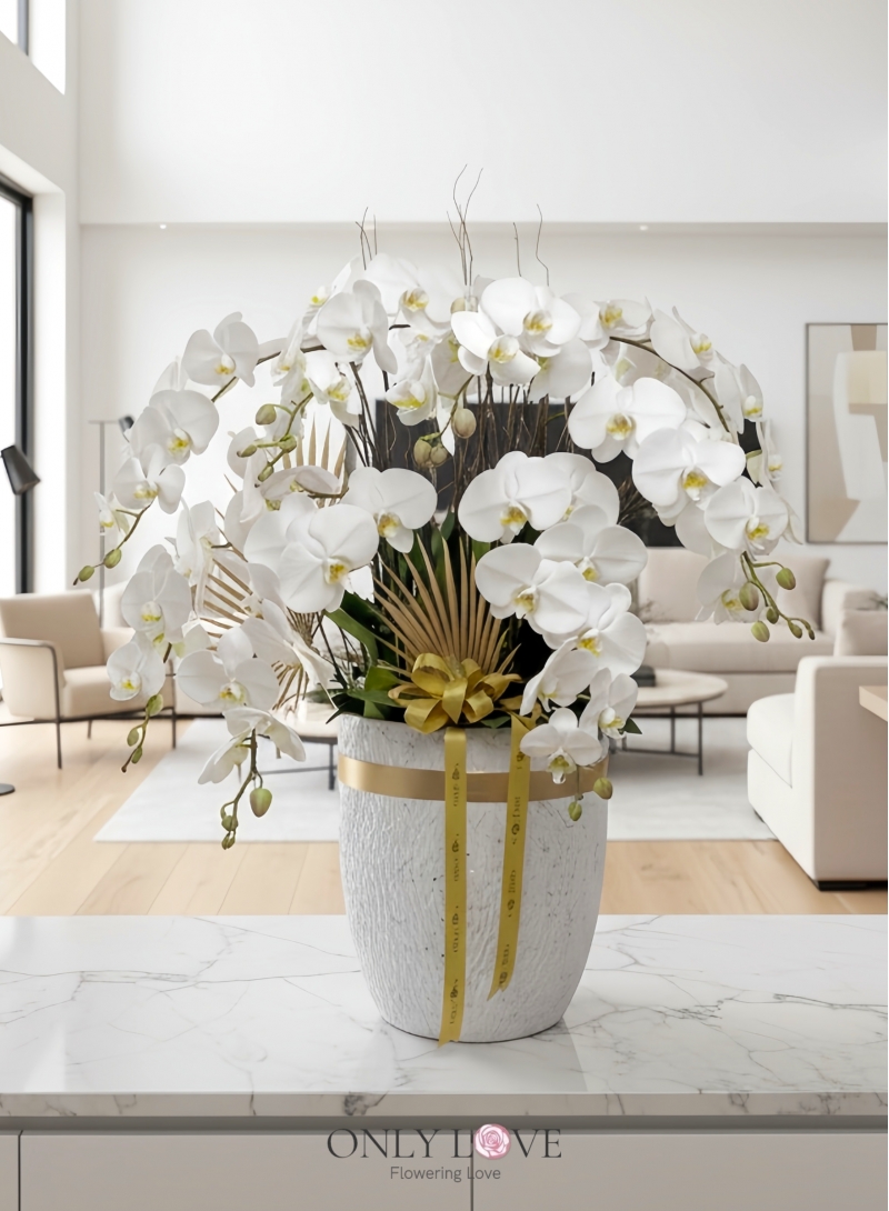 OA14 Big Premium Grade Phalaenopsis Orchid Flowers