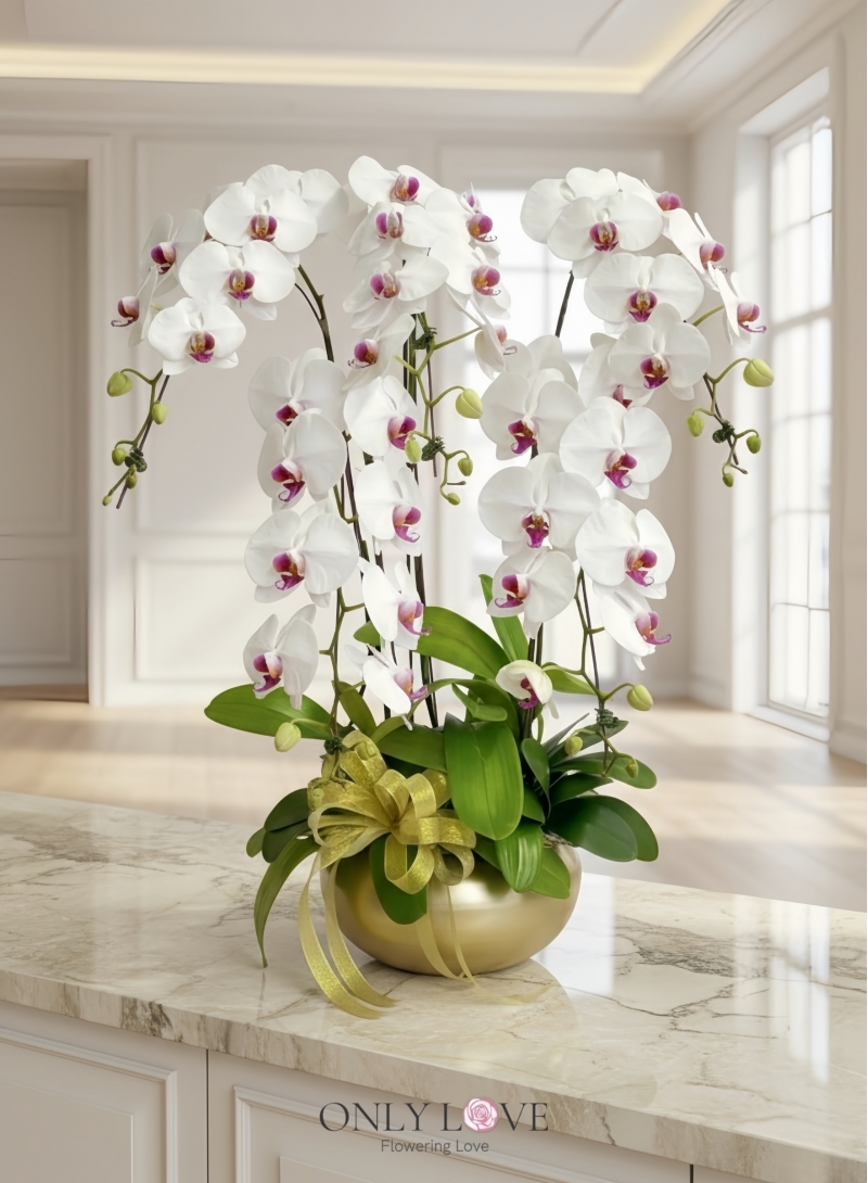 OA15 Big Premium Grade Phalaenopsis Orchid Flowers