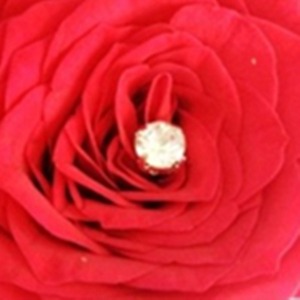 Red Rose, Single Flower, Flowers