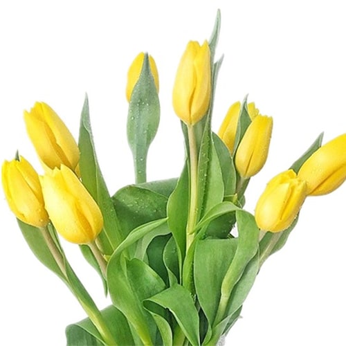ONLY LOVE® FREE Flower Delivery to Chan Sow Lin  Kedai Bunga Chan Sow Lin  Perkhidmatan Penghantaran Bunga